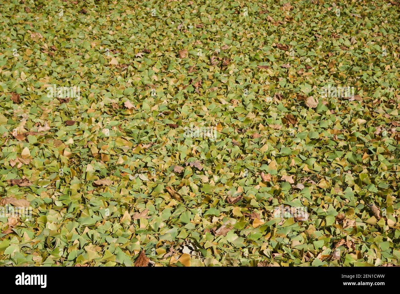 Pile de feuilles de ginko. Banque D'Images