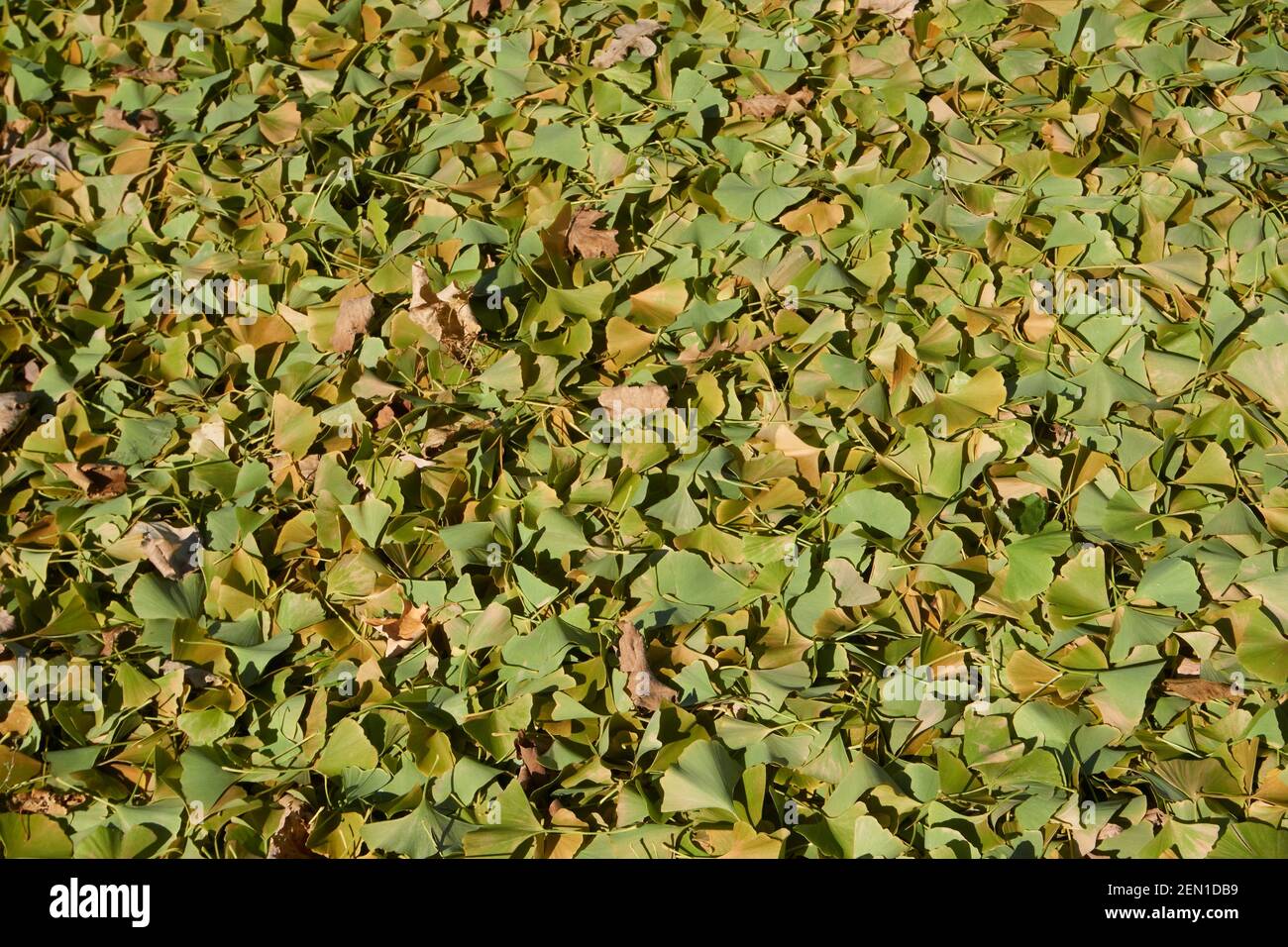 Pile de feuilles de ginko. Banque D'Images