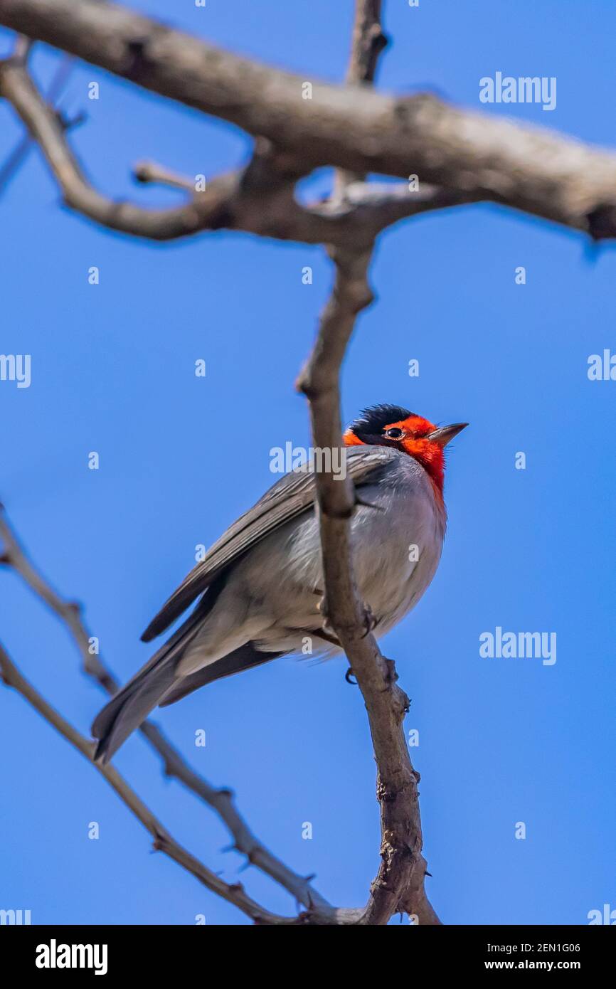 Paruline à face rouge, roubrifons de Cardellina, dans la région sauvage de Miller Peak, montagnes Huachuca, forêt nationale de Coronado, Arizona, États-Unis Banque D'Images