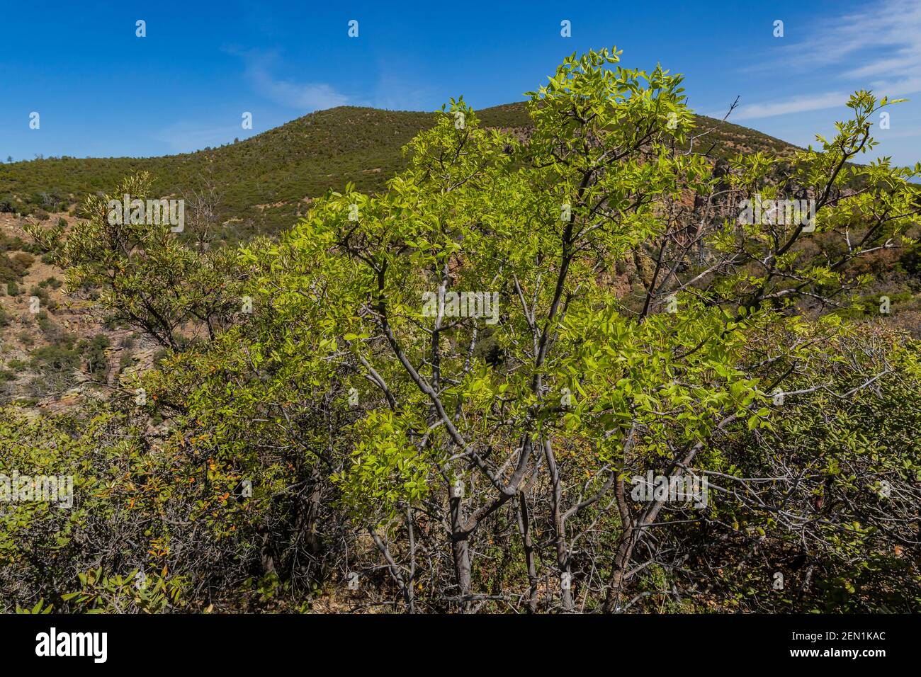 Ash Arizona, Fraxinus velutina, avec vue sur les montagnes depuis le sentier dans la région sauvage de Miller Peak dans les montagnes Huachuca, forêt nationale de Coronado, Arizona, Banque D'Images
