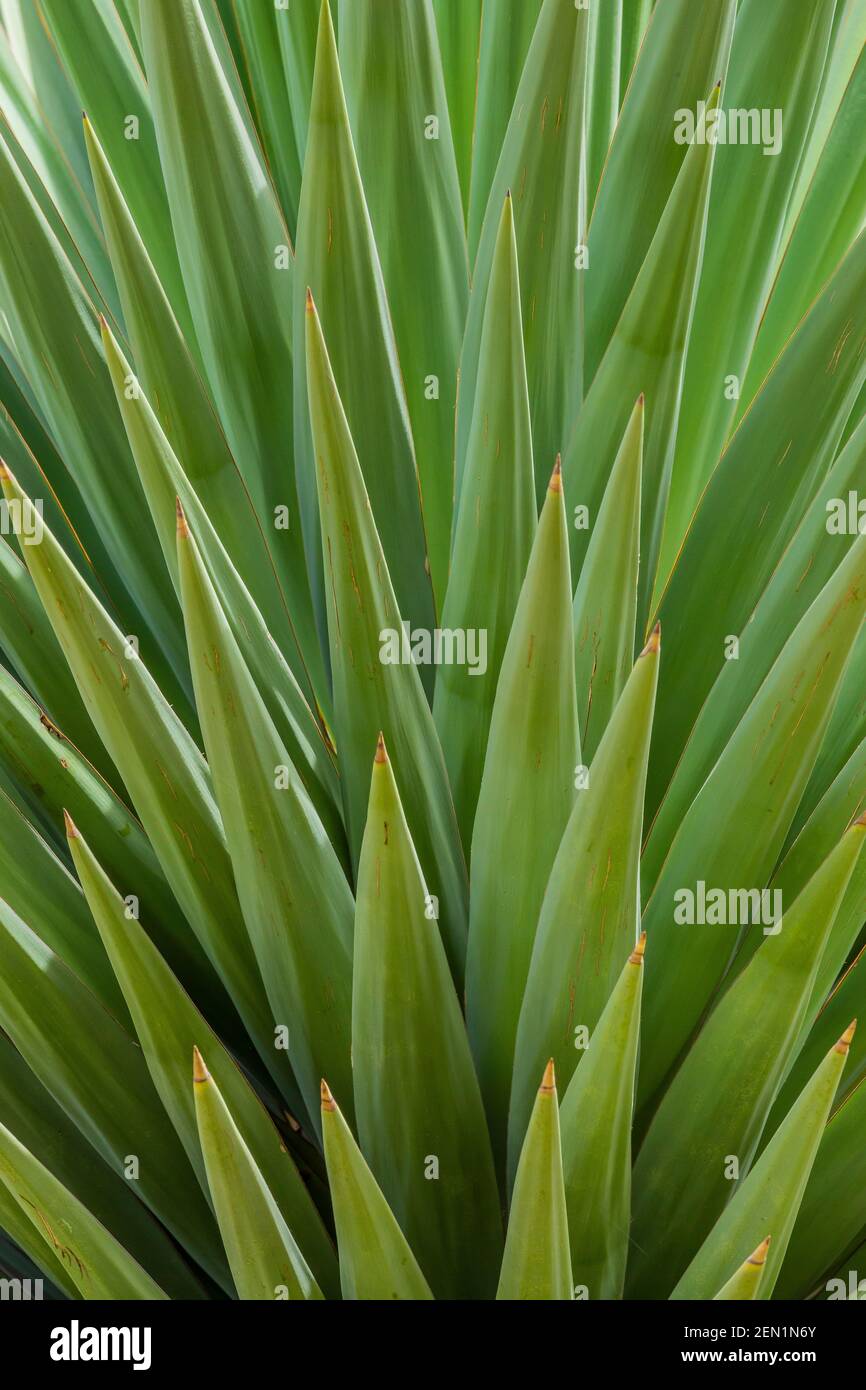 Shutt's Yucca, Yucca shottii, dans les montagnes Huachuca, forêt nationale de Coronado, Arizona, États-Unis Banque D'Images