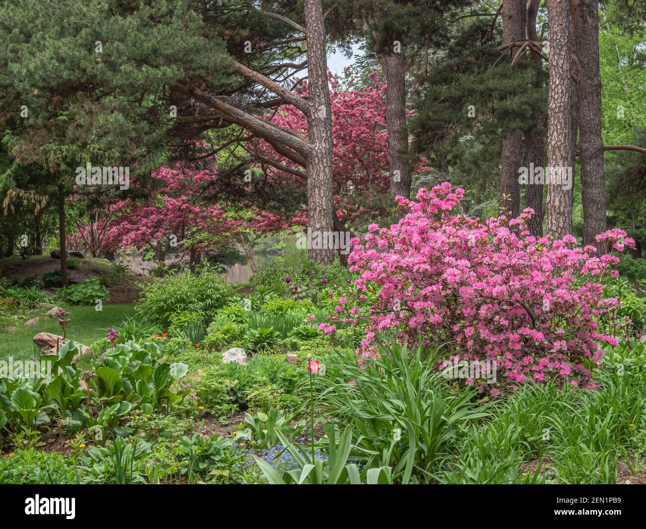 Un azalée rose vif dans un jardin vert ombragé est repris par les écrevisses en fleurs. Banque D'Images