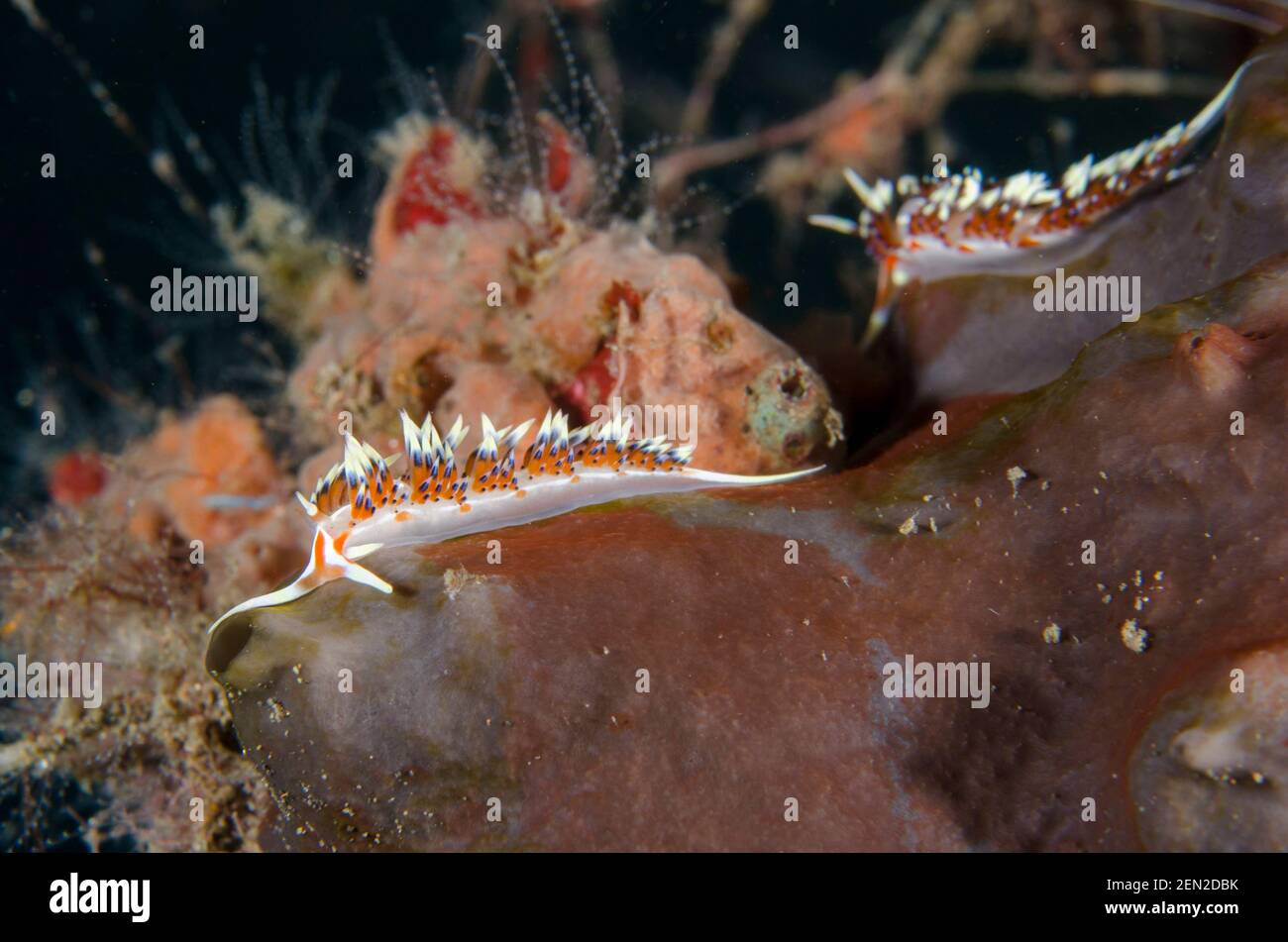 Paire de nudibranches indiennes de Caloria, Caloria indica, site de plongée de Batuh Belah Slope, Seraya, Karangasem, Bali, Indonésie, Océan Indien Banque D'Images