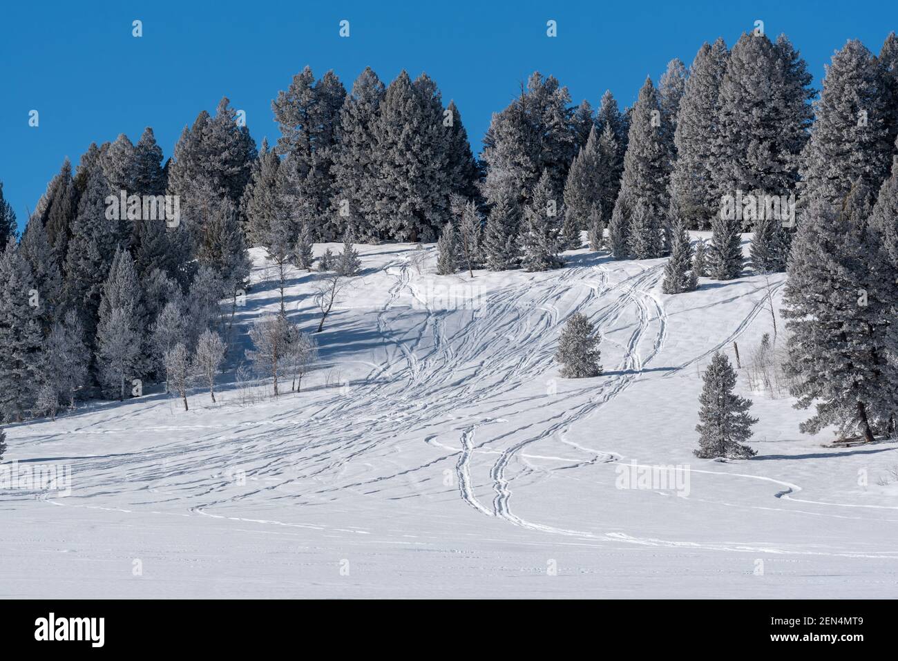 Pistes de motoneige dans un pré, Sawtooth Valley, Idaho. Banque D'Images