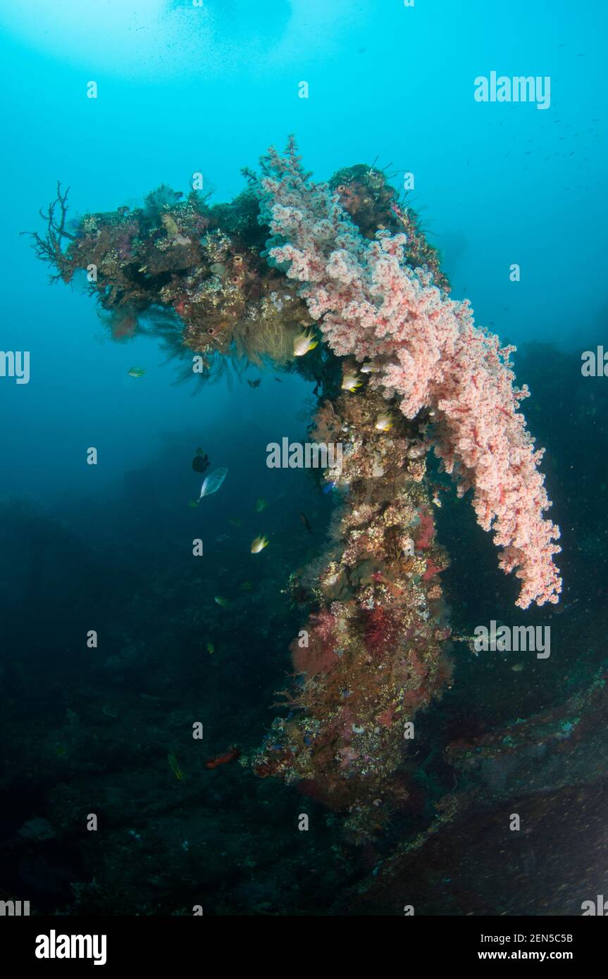 Cerisier de mer, Siphonogorgia godeffroyi, et poisson sur la tourelle, site de plongée Liberty Wreck, Tulamben, Karangasem, Bali, Indonésie, Océan Indien Banque D'Images