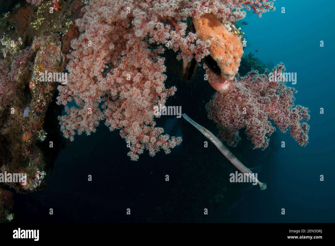 Poisson-truite chinois, Aulostomus chinensis, par Cherry Blossom Coral, Siphonogorgia godeffroyi, site de plongée Liberty Wreck, Tulamben, Karangasem, Bali, Ind Banque D'Images