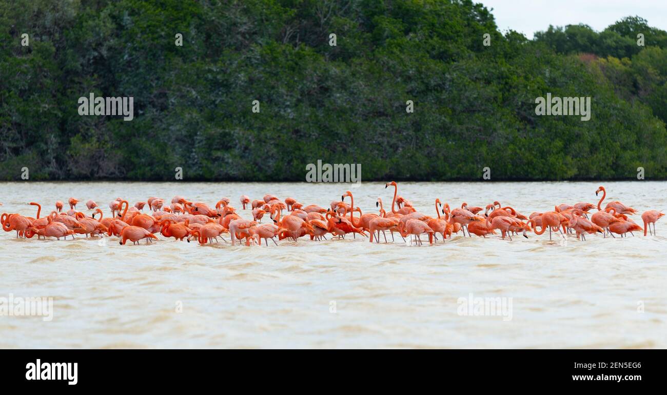 Colonie de Flamingo américain (Phoenicopterus ruber) avec forêt de mangroves, réserve de biosphère de Celestun, Yucatan, Mexique. Banque D'Images
