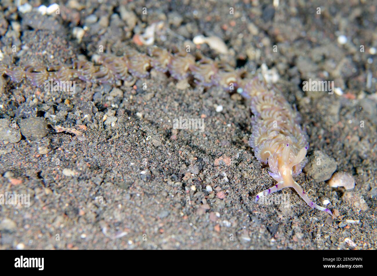 Blue Dragon Nudibranch Pteraeolidia ianthina, site de plongée de Wreck Slope, Tulamben, Karangasem, Bali, Indonésie, Océan Indien Banque D'Images