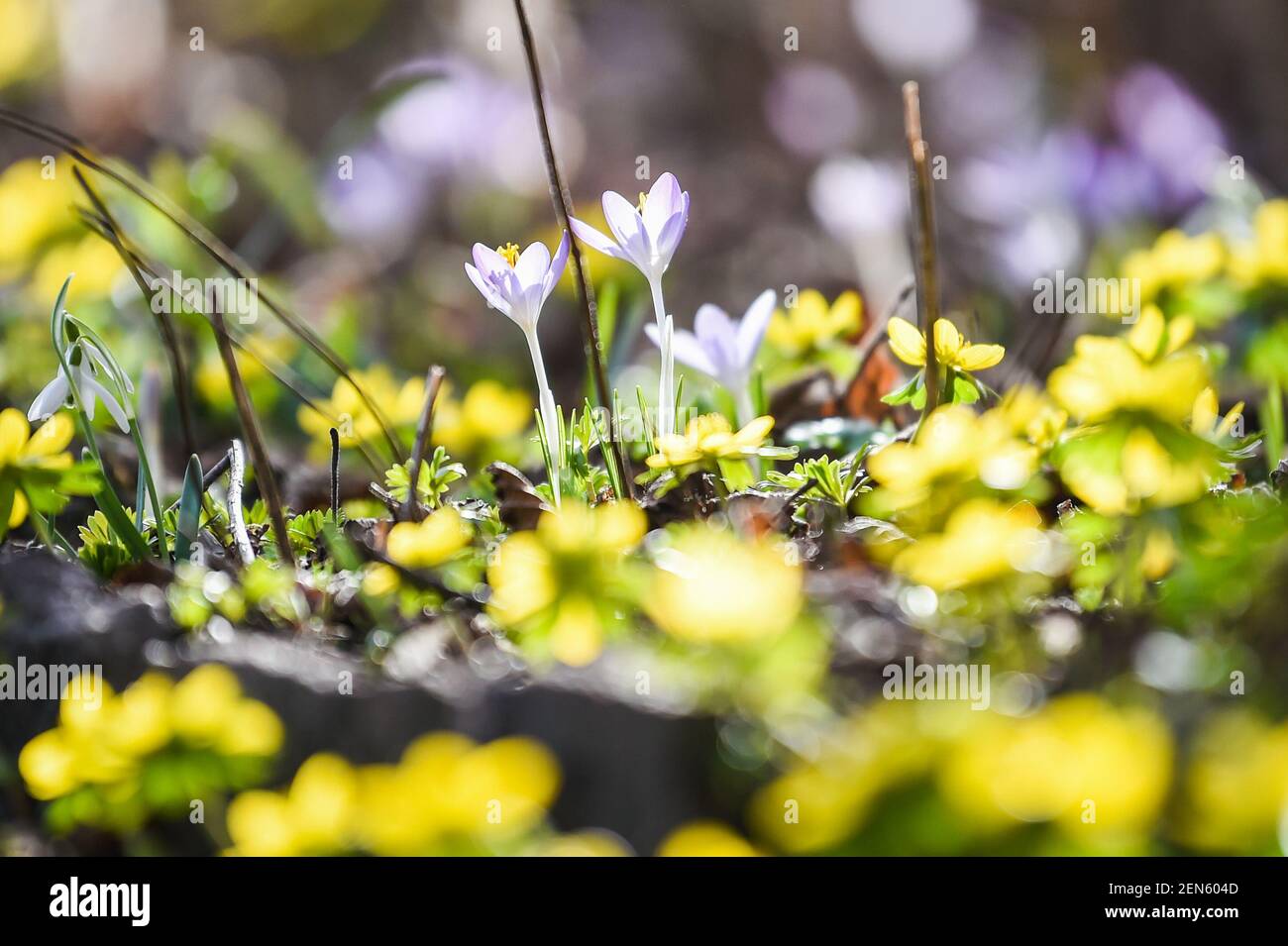 Berlin, Allemagne. 25 février 2021. Dans un jardin de Berlin, les crocus et les roses hivernales fleurissent, qui sont parmi les premières fleurs du printemps. Credit: Kira Hofmann/dpa-Zentralbild/ZB/dpa/Alay Live News Banque D'Images