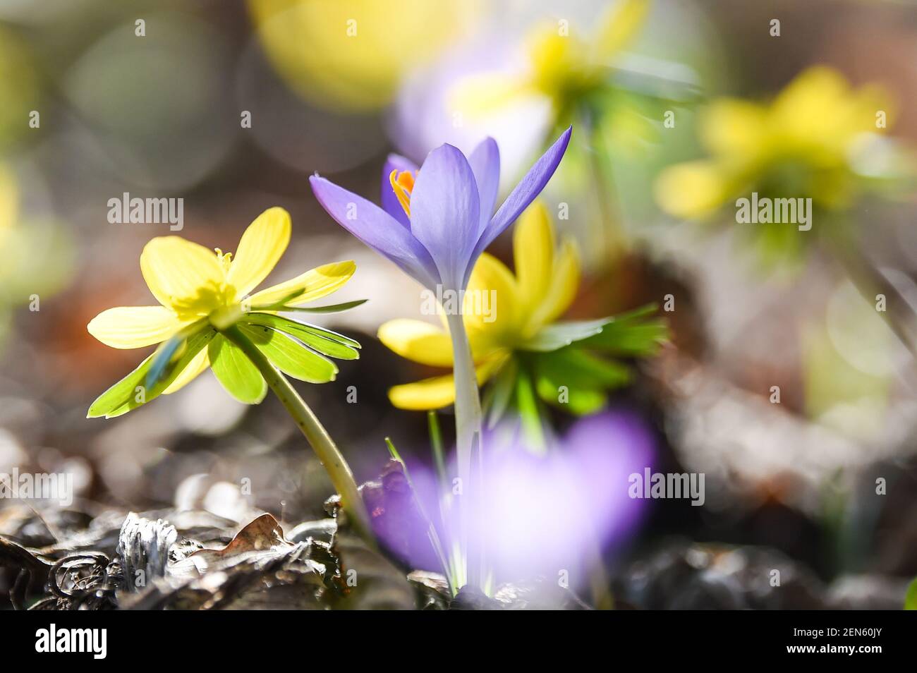 Berlin, Allemagne. 25 février 2021. Dans un jardin de Berlin, les crocus et les roses hivernales fleurissent, qui sont parmi les premières fleurs du printemps. Credit: Kira Hofmann/dpa-Zentralbild/ZB/dpa/Alay Live News Banque D'Images
