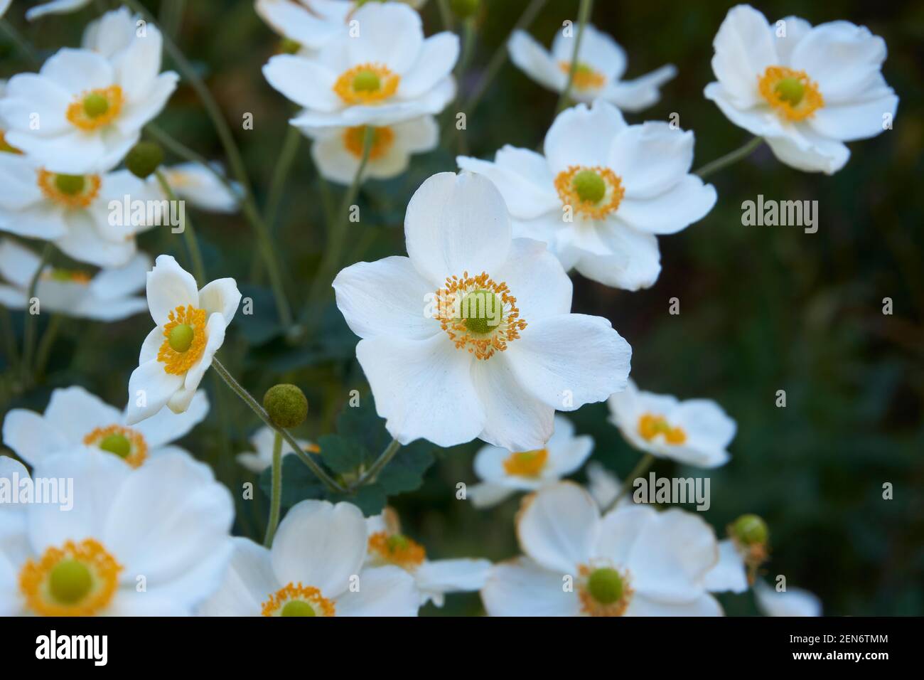 Fleurs blanches d'anémone japonaise dans le jardin. Banque D'Images