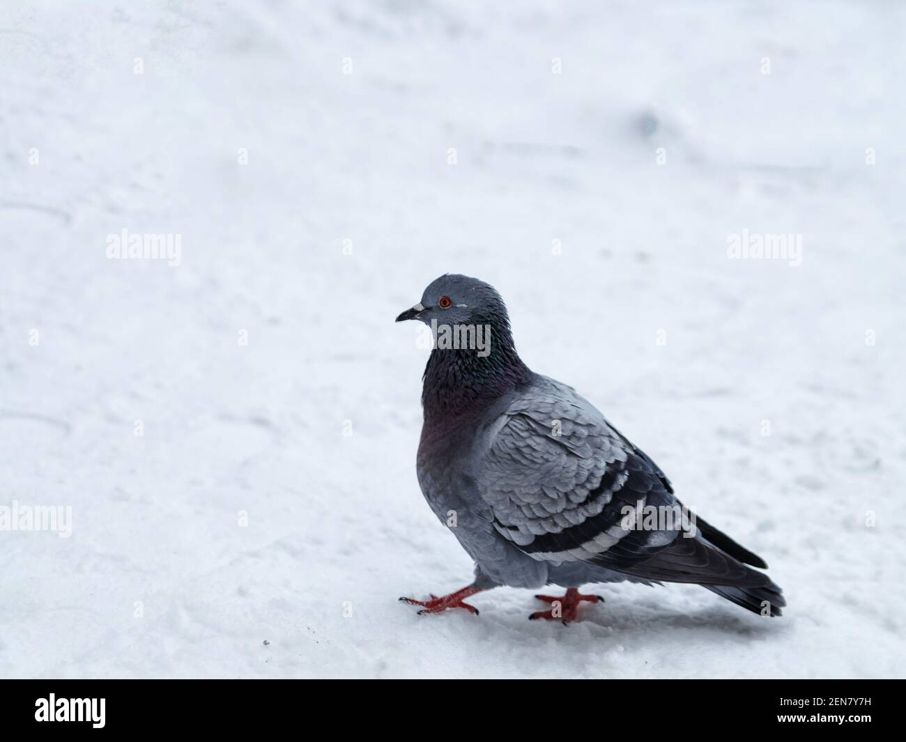 Colombe bleue sur la neige blanche le jour d'hiver. Banque D'Images