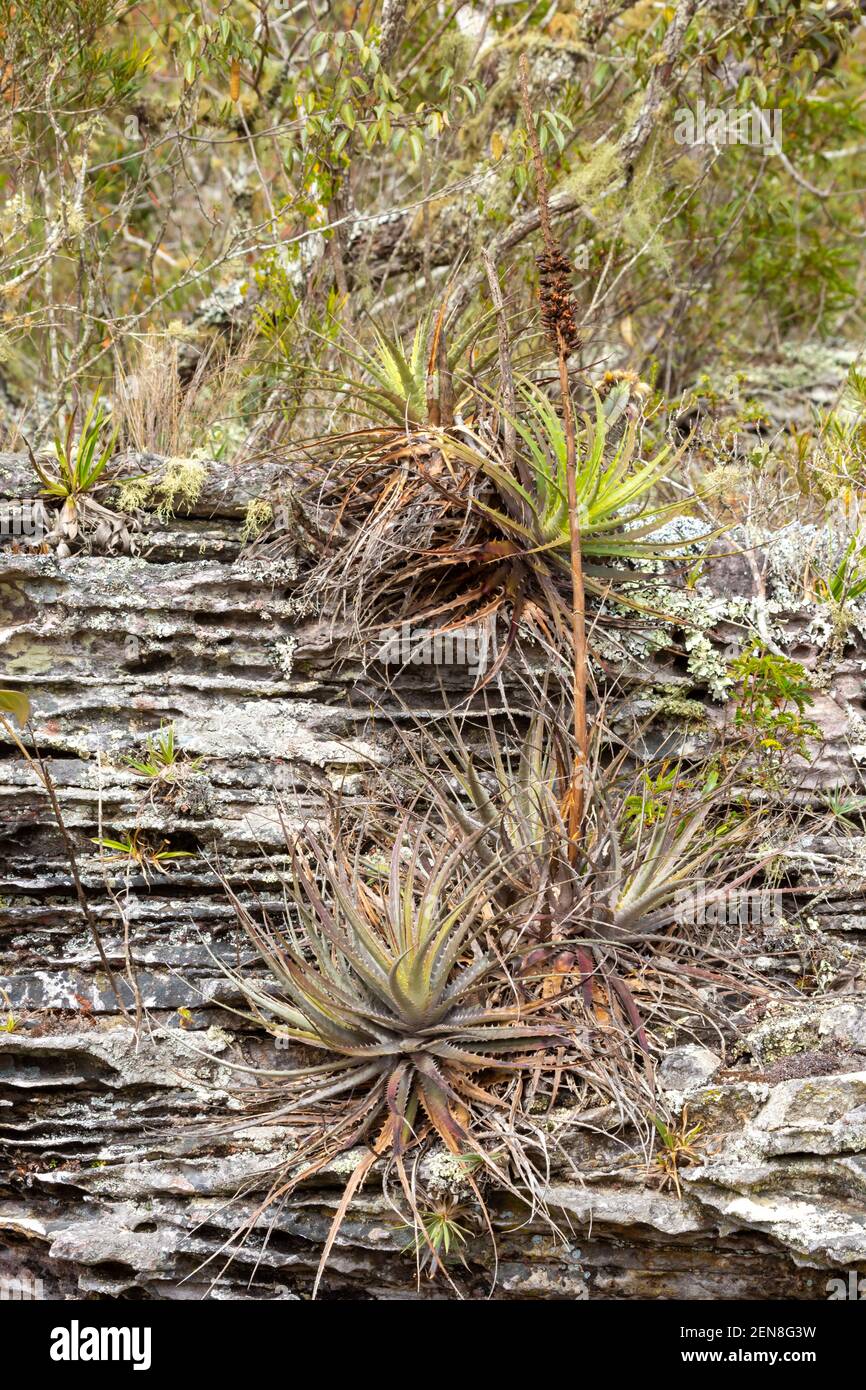 Bromeliaceae poussant sur des roches proches d'Itacambira à Minas Gerais, Brésil Banque D'Images