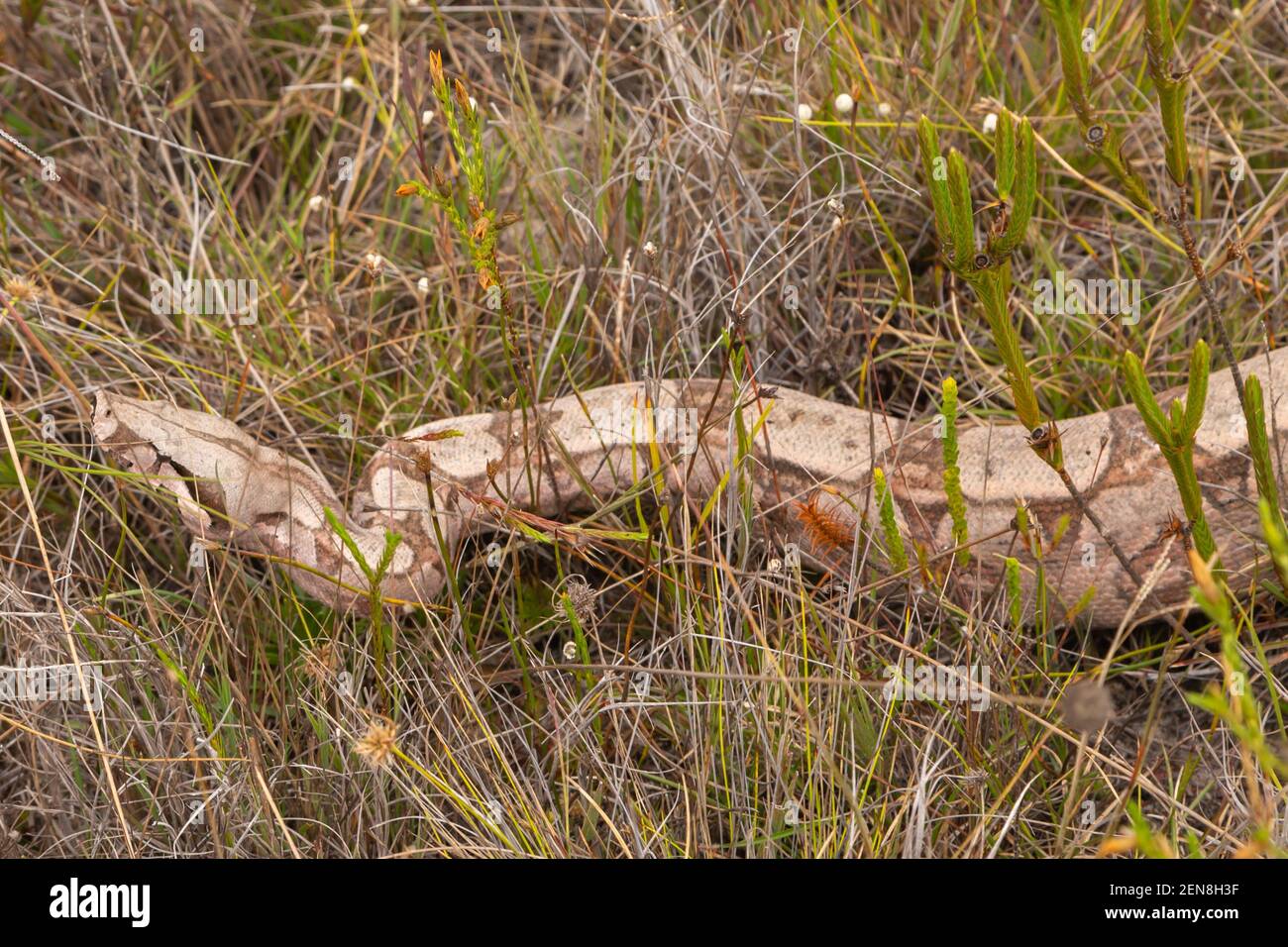 Gros plan d'un constricteur de Boa dans un environnement naturel près d'Itacambira à Minas Gerais, Brésil Banque D'Images
