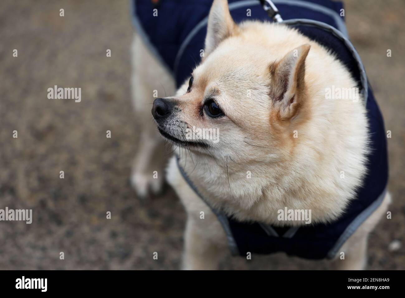 Un chien Chihuahua est pris pour une promenade à Sussex, au Royaume-Uni. Banque D'Images