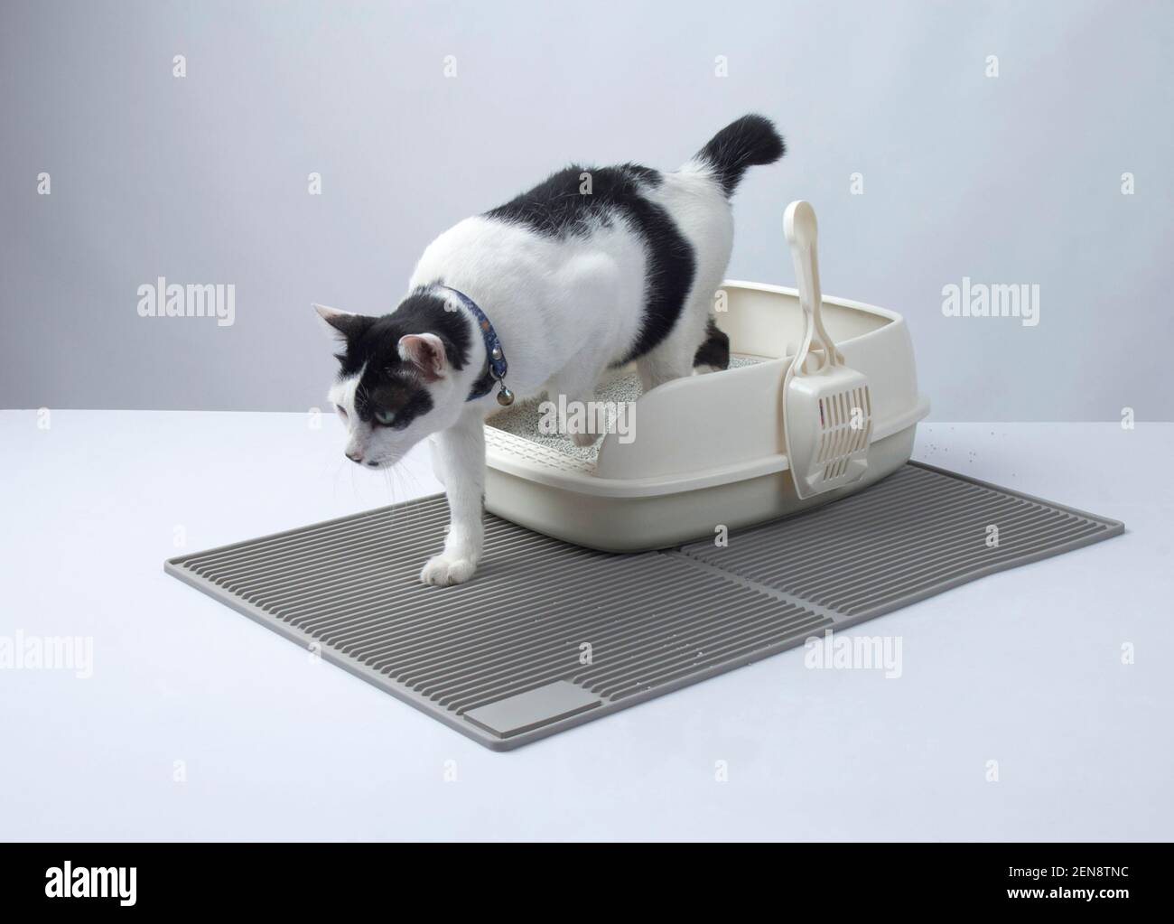 Chat noir et blanc sortant du bac à litière pour chat sur un tapis à litière  sur fond blanc Photo Stock - Alamy
