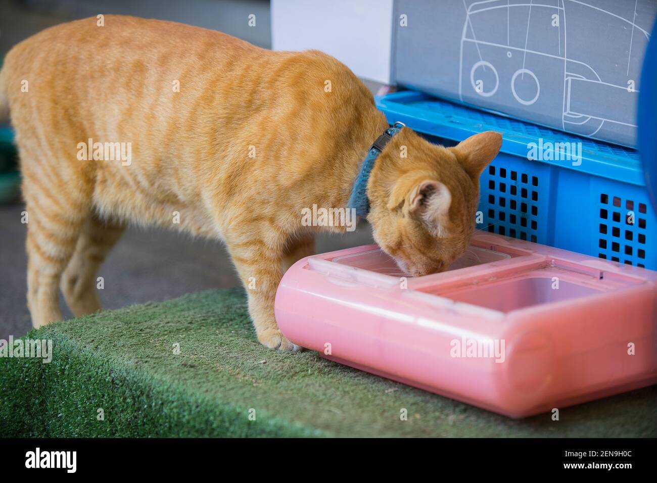 Le chat sans domicile mange de la nourriture sèche à assiette dans la rue. Gros plan sur les chats errants qui mangent des aliments utiles pour animaux de compagnie. Concept de soin des animaux. Banque D'Images