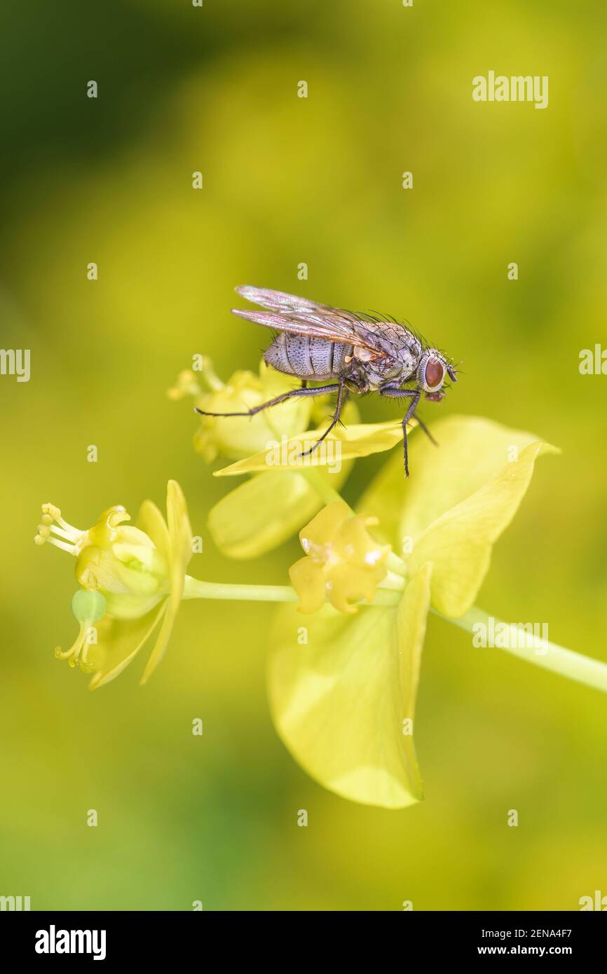 Delia Antica - la mouche de l'oignon est un ravageur cosmopolite des cultures, reposant sur le sphoup de marais - Euphorbia palustris Banque D'Images