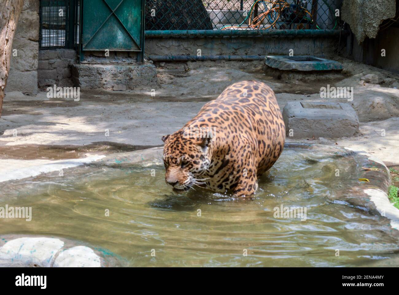Une panthère est en cage dans le zoo de delhi. Banque D'Images