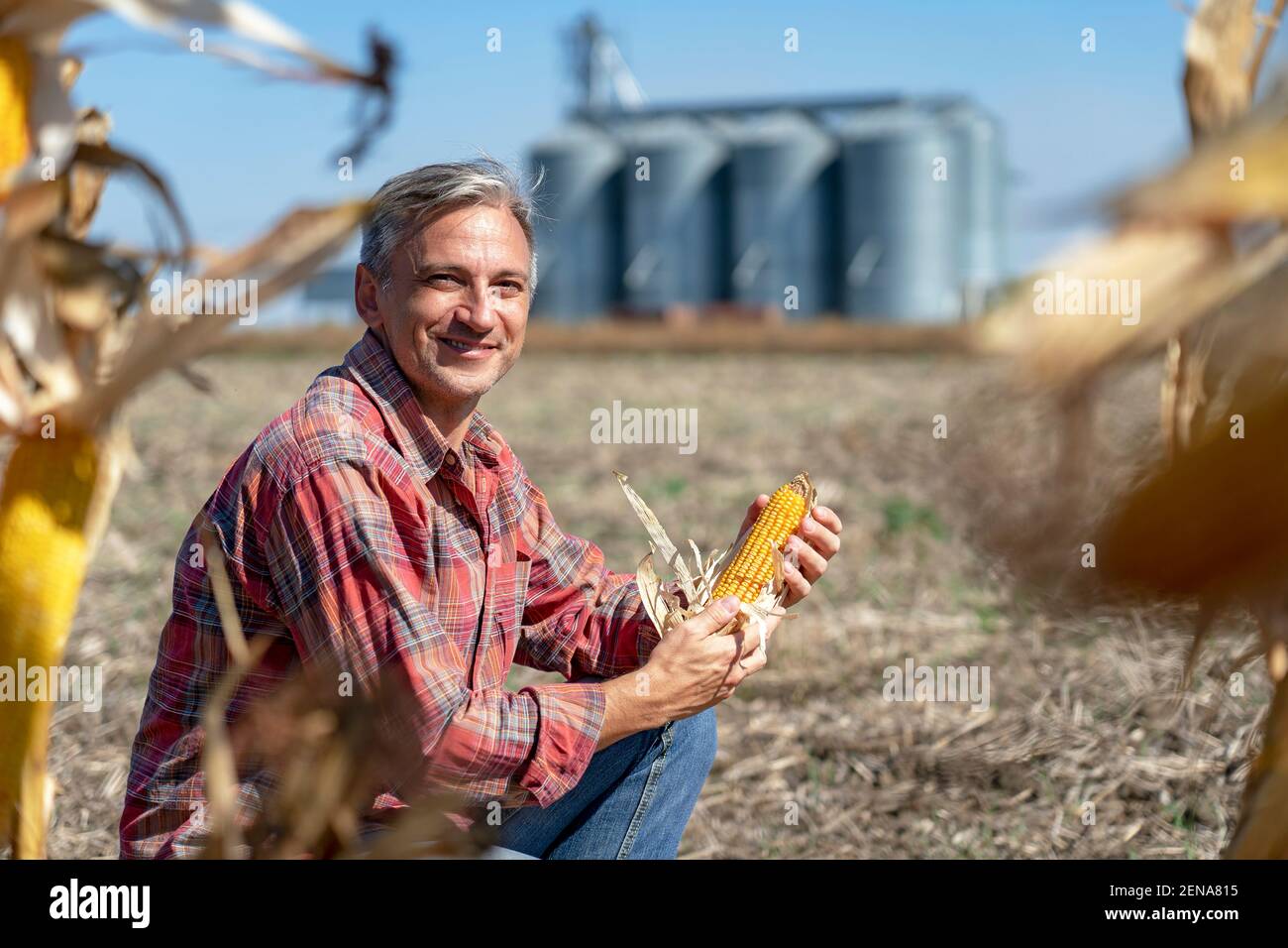 Cultivateur et silos à grains à Cornfield au moment de la récolte. Fermier avec Corn CoB dans ses mains regardant la caméra. Banque D'Images