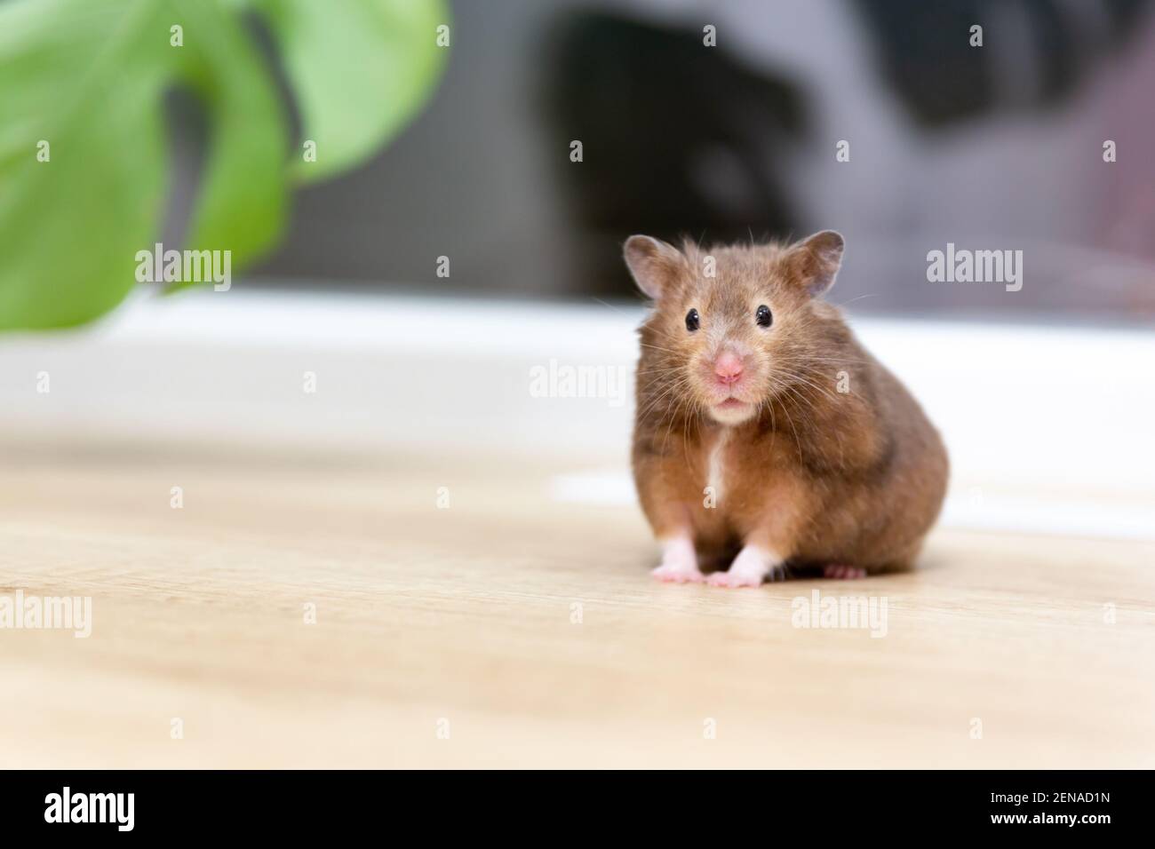Gros plan sur un drôle de curieux hamster syrien regardant l'appareil photo. Banque D'Images