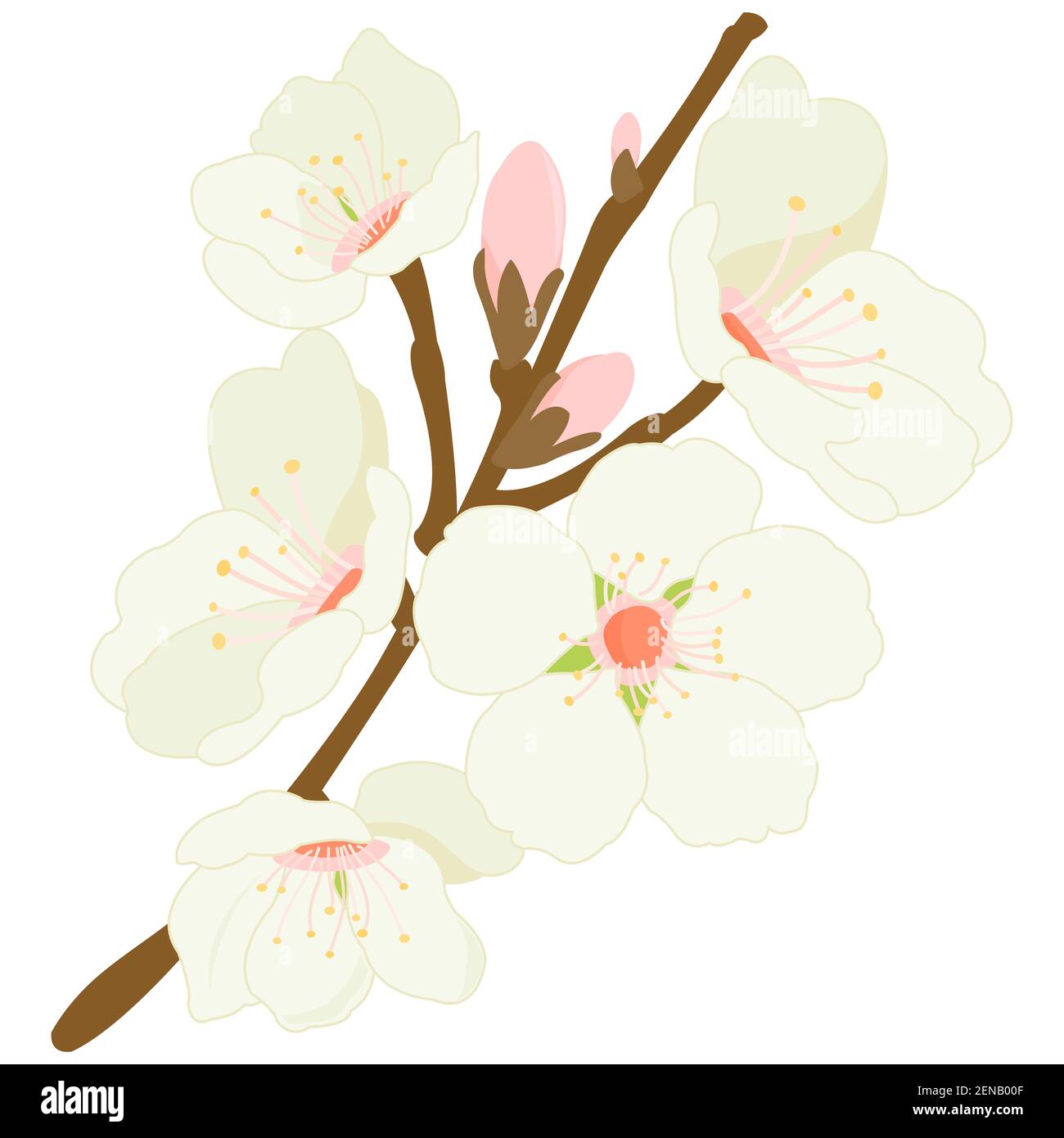 Branche d'amandier avec fleurs d'amande. Branche avec des fleurs de printemps. Branche d'arbre fruitier. Banque D'Images