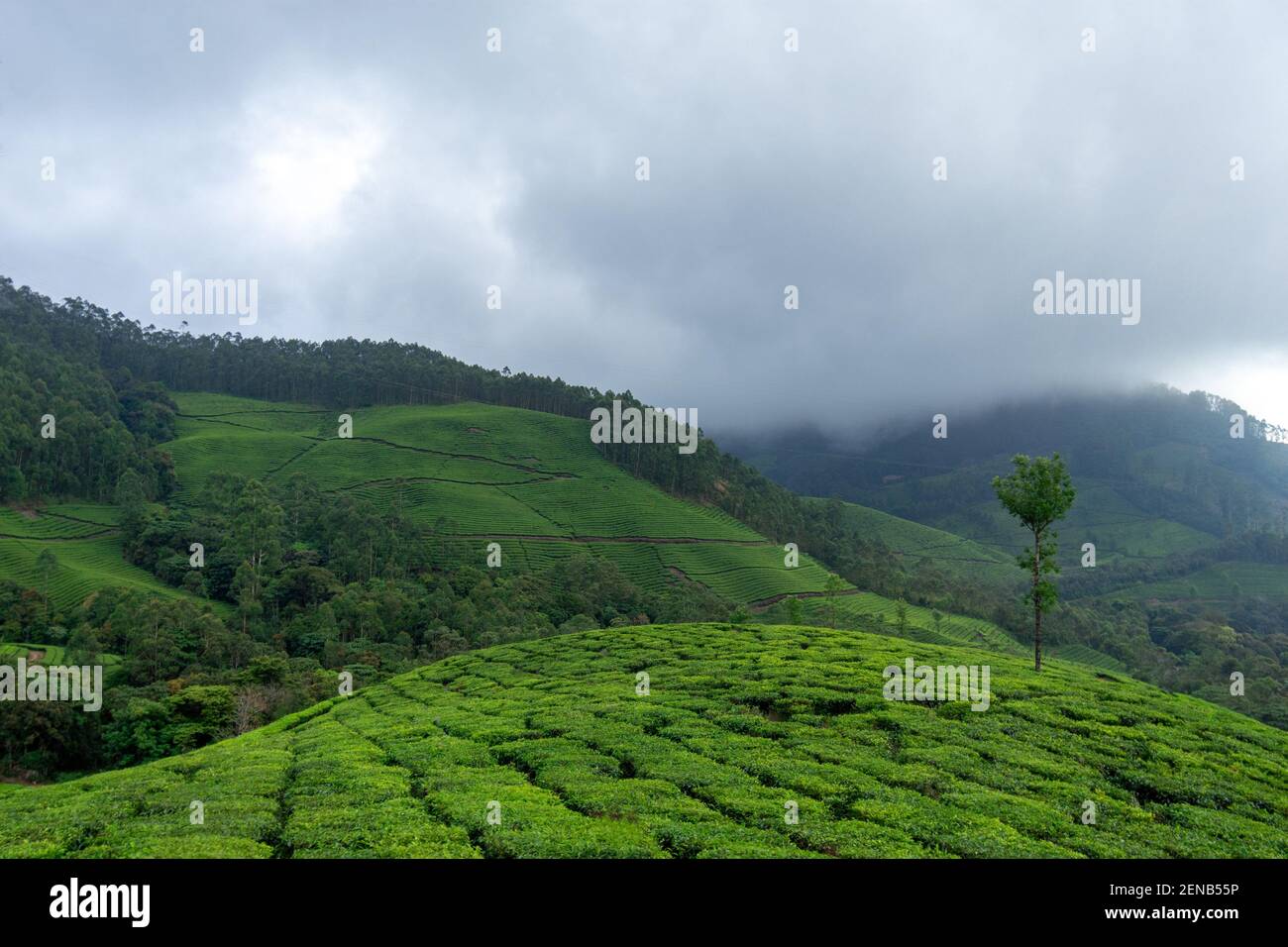 Belle vue sur les collines de Munnar pendant une journée brumeux situé dans le district d'Idukki dans le sud-ouest de l'état indien de Kerala, inde Banque D'Images