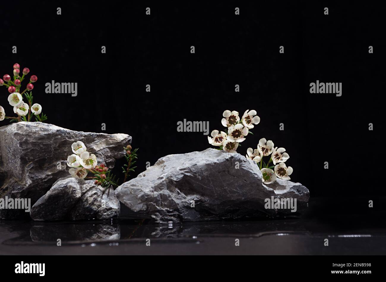 Podium en pierre rugueuse naturelle avec de petites fleurs blanches de printemps douces et de l'eau comme plage la nuit pour montrer l'emballage et produit sur fond noir foncé Banque D'Images