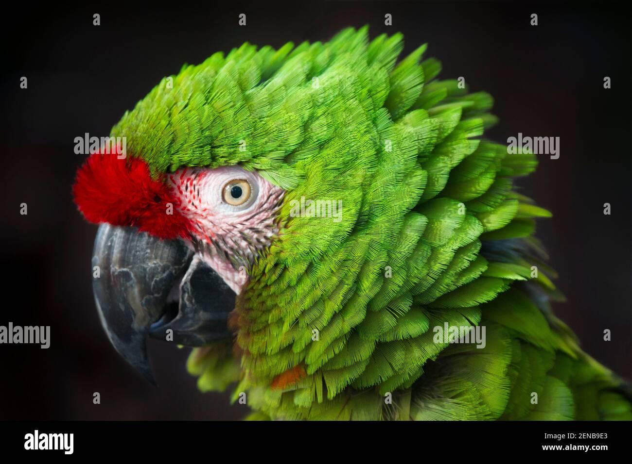 Macaw militaire (Ara militararis) originaire de l'Amérique centrale et de l'Amérique du Sud. Captif Banque D'Images