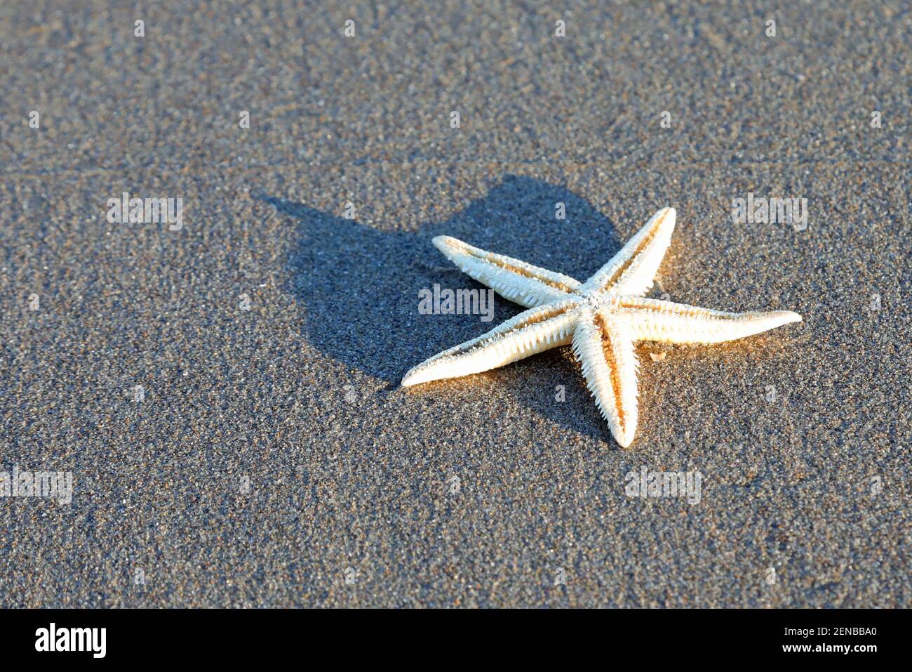 cinq étoiles de mer pointues sur le sable de la plage à proximité l'océan Banque D'Images