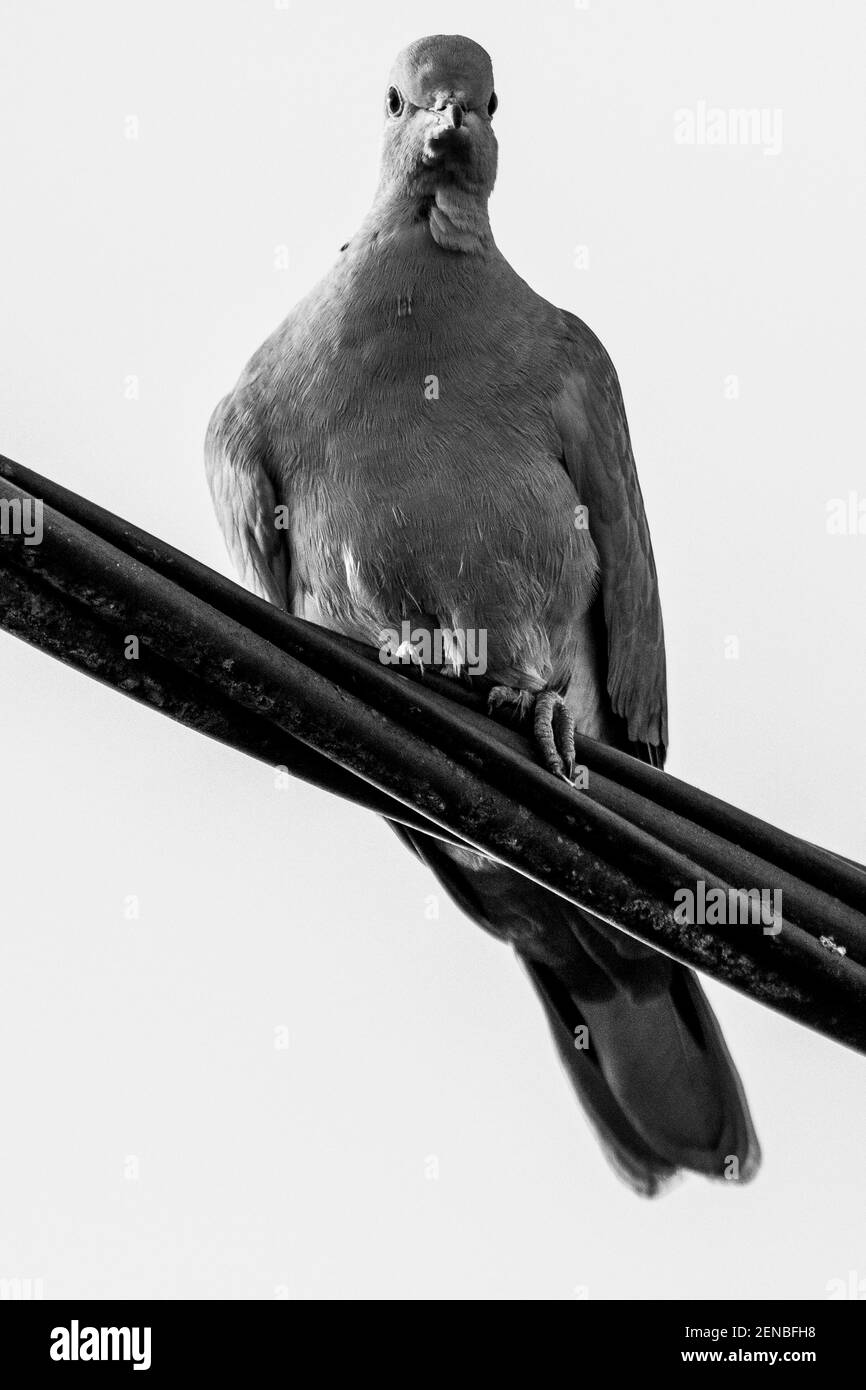 Portrait en gros plan noir et blanc d'un pigeon simple posé sur un fil électrique noir haute tension. L'oiseau regarde autour avec un bleu clair s Banque D'Images