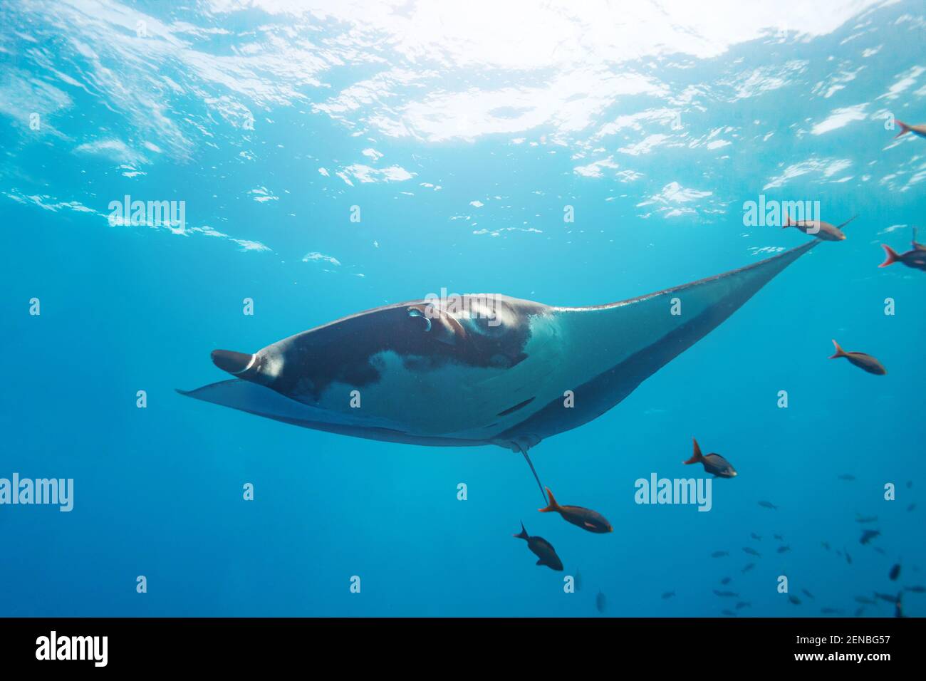 Photo du grand rayon de manta nager vers l'appareil photo Banque D'Images
