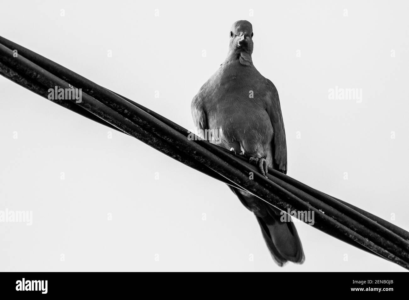 Un portrait noir et blanc d'un pigeon simple assis sur un fil électrique noir haute tension. Le fil était que l'oiseau est assis sur des courses à travers le f Banque D'Images