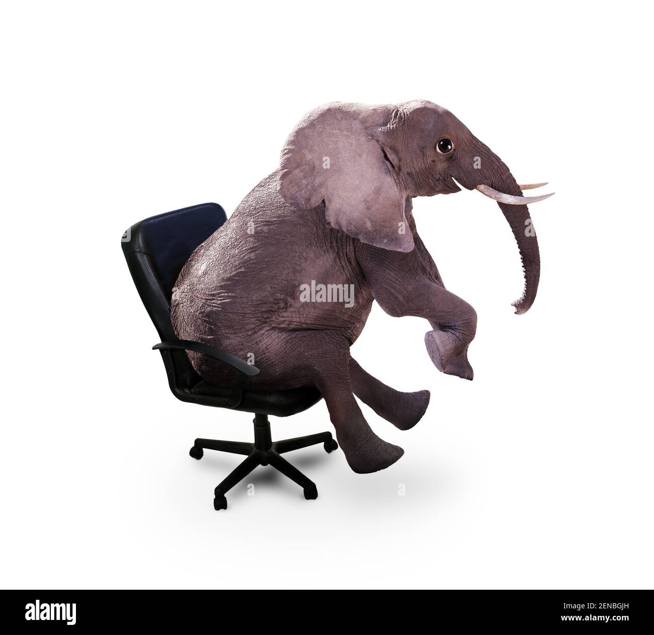 Drôle heureux éléphant s'asseoir sur la chaise de bureau Photo Stock - Alamy