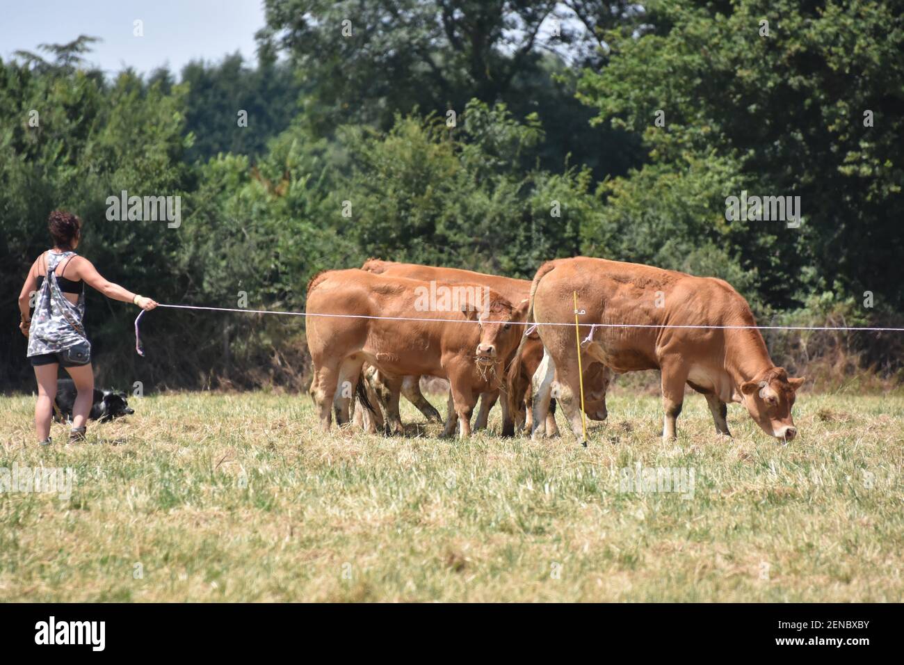 Concours de chiens de bétail, le Dorat, France Banque D'Images