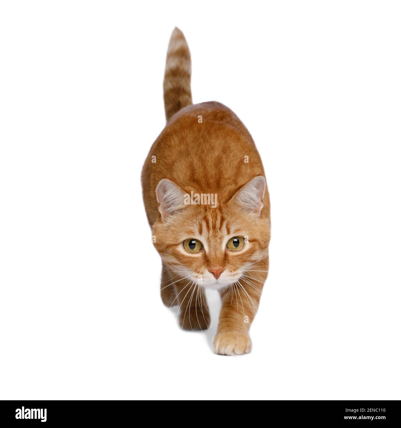 Chat rouge accroupi sur fond blanc isolé, vue avant Banque D'Images
