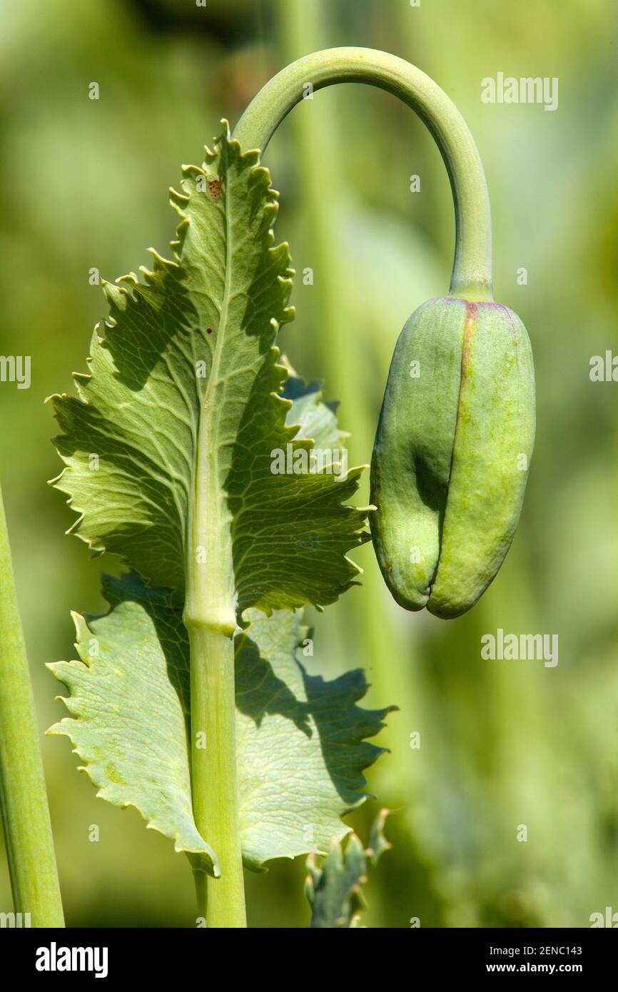 Détail du bourgeon de pavot à opium papaver somniferum, coquelicot blanc est cultivé en République tchèque Banque D'Images