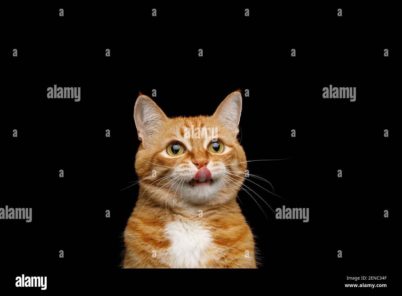 Portrait amusant du chat de gingembre léchant sur fond noir isolé Banque D'Images