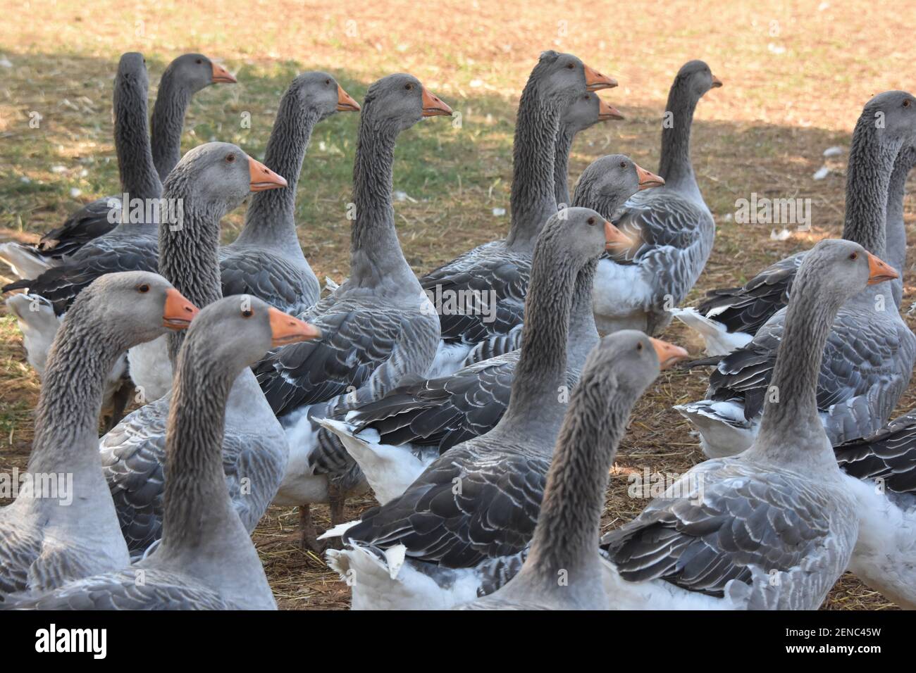 Production de foie gras, région Limousin, France Banque D'Images