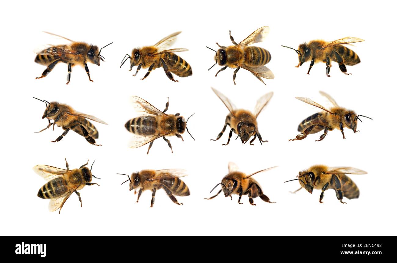 Groupe d'abeilles ou d'abeilles mellifera latines Apis, abeilles européennes ou occidentales isolées sur fond blanc, abeilles dorées Banque D'Images