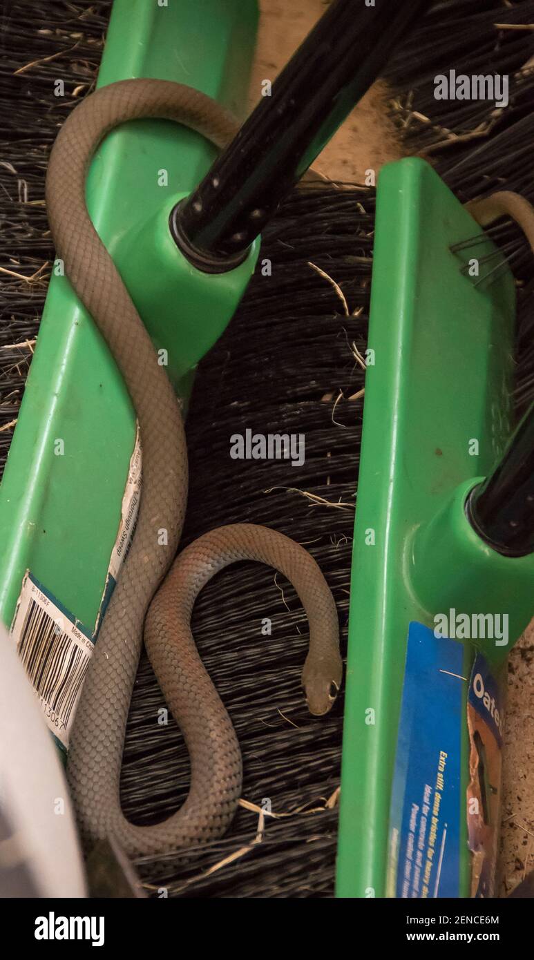 Le fouet à face jaune (Demansia psammophis), un serpent venimeux envahissant un garage de brosses et d'outils dans le Queensland, en Australie. Banque D'Images