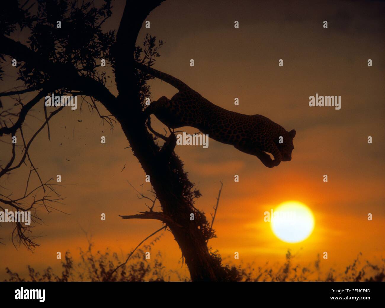 Leopard springt vom Baum, Panthera pardus, Sonnenuntergang, Silhouette Banque D'Images