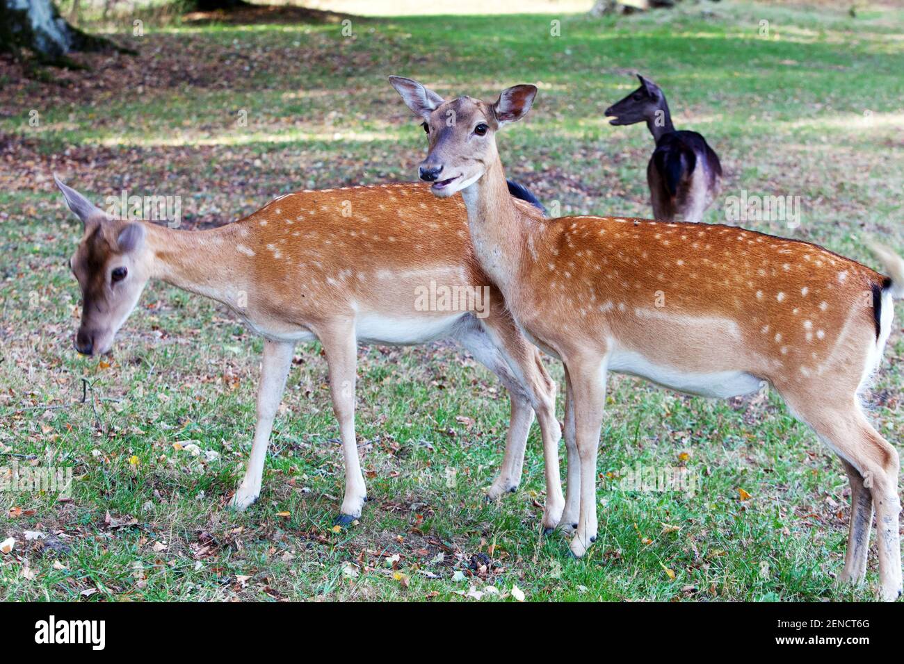 Le cerf en jachère fait la femelle Dama dama doe Banque D'Images