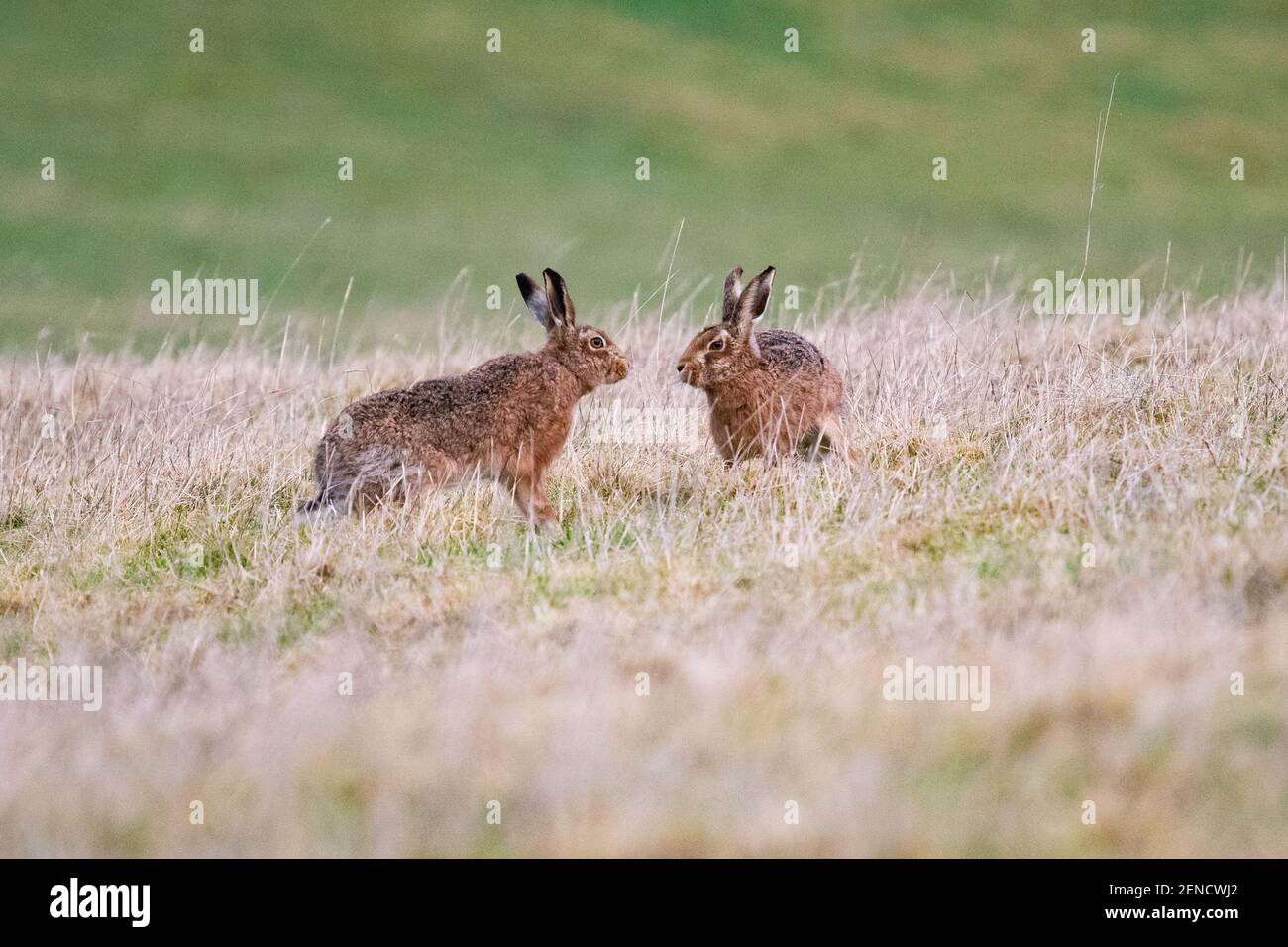Killéarn, Stirling, Écosse, Royaume-Uni. 26 février 2021. Météo au Royaume-Uni - un lièvre femelle déboîte les attentions d'un homme lors d'une matinée sèche à Killearn, Stirlingshire. La boxe se produit habituellement quand un mâle est trop persistant essayant de s'accoupler avec une femelle pendant la saison d'accouplement (photo séquence 2 de 4) crédit: Kay Roxby/Alay Live News Banque D'Images