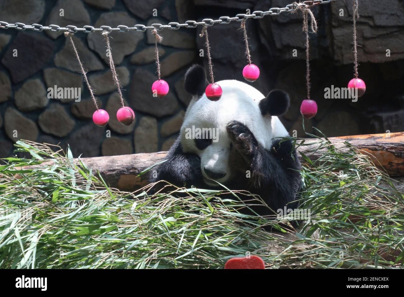 Le Panda Geant Erxi Mange Des Pousses De Bambou Devant Des Fruits Et Des Blocs De Glace Presentant Une Forme De Gateau D Anniversaire Lors De Son Neuvieme Anniversaire Dans Un Zoo De