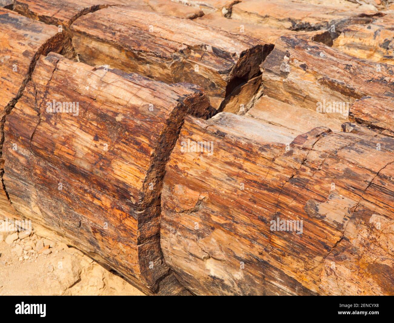 Un morceau de bois pétrifié, forêt pétrifiée à Damaraland, Namibie, Afrique Banque D'Images