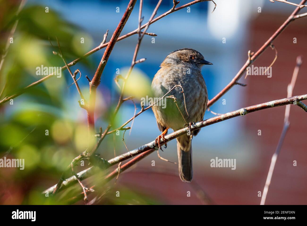 Dunnock oiseau de jardin commun assis sur une branche d'arbre. Banque D'Images