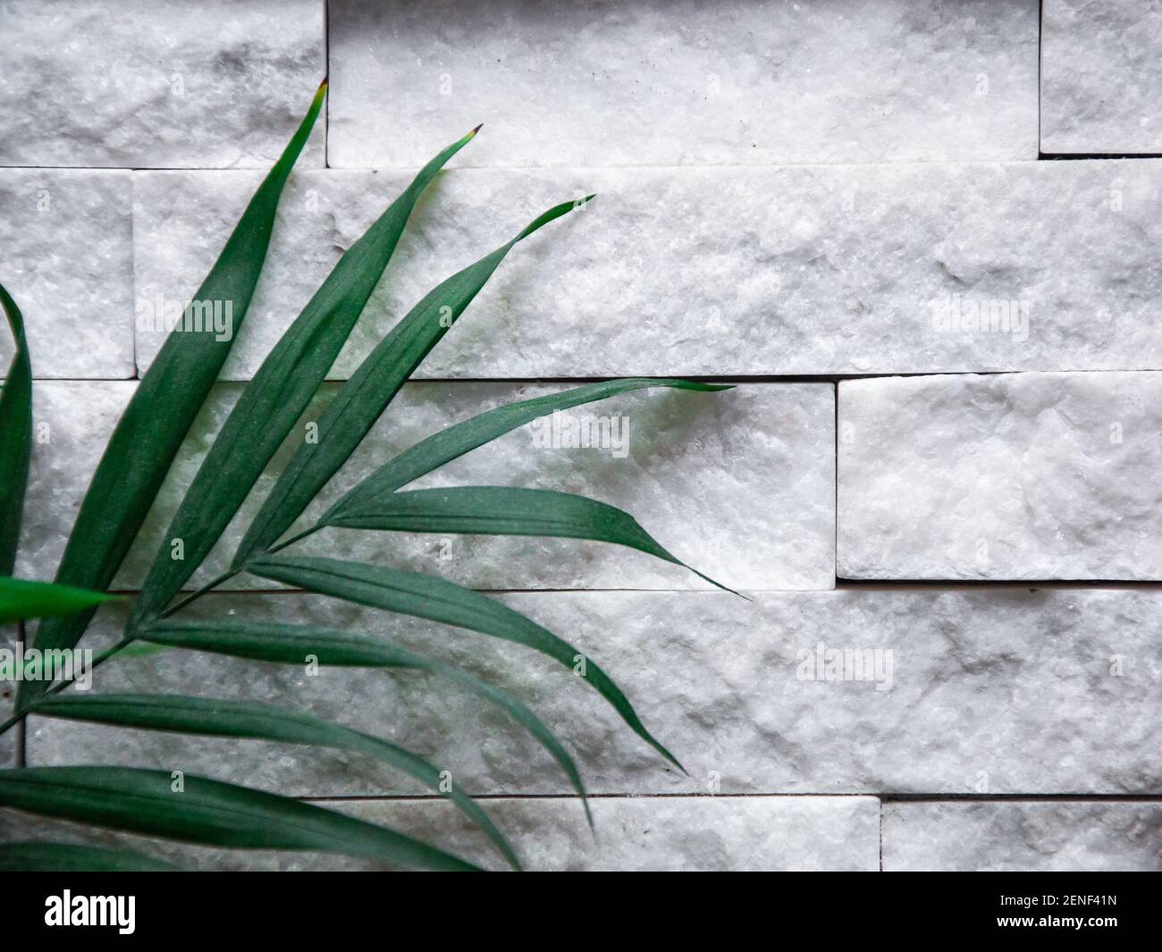 Feuille de palmier avec espace de copie sur , mur en pierre brillante, arrière-plan de la maison, vue rapprochée, cadre naturel Banque D'Images