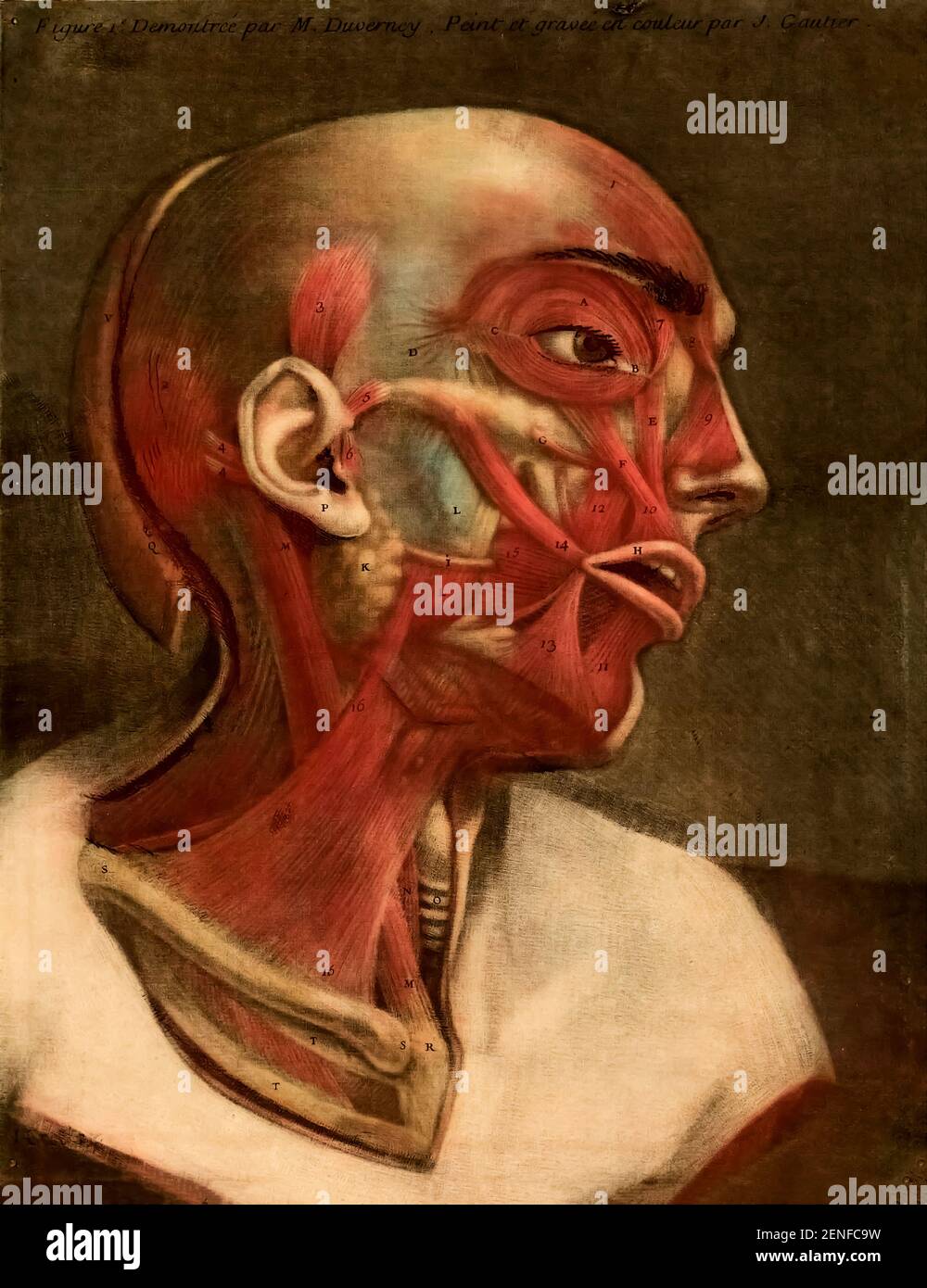 Anatomie humaine l'essai d'anatomie a été produit par Gautier d'Agoty en 1745 à Paris, France. Il s'agit d'un atlas remarquablement détaillé de la tête, du cou et de l'épaule du corps humain avec un texte explicatif en français. Les images anatomiques ont été basées sur des cadavres humains disséqués par Joseph Duverney (1) et produits à l'aide de la méthode mezzotint de gravure et d'impression. L'impression de gravure Mezzotint a été inventée par Jaques Christophe le Bton en 1719. Les tirages Mezzotint (de l'expression italienne 'mezza tina' ou 'demi-ton') sont produits par la gravure d'une plaque métallique avec de nombreux petits trous qui Hol Banque D'Images