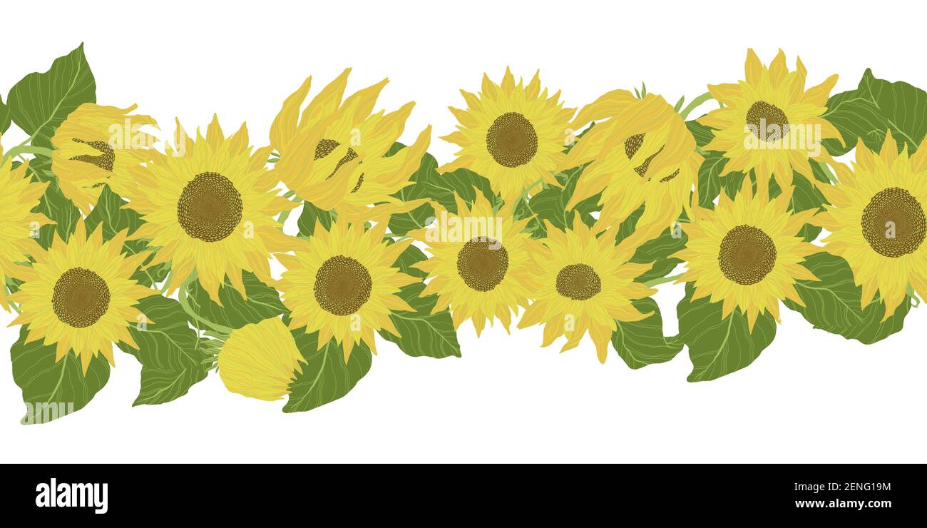 Bordure horizontale sans couture avec tournesol jaune et feuilles vertes. Illustration de dessins animés vectoriels à plat. Illustration de Vecteur